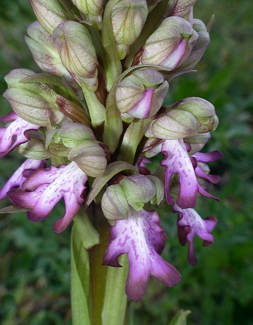 Barlia robertiana a Roma � 10 febbraio 2026.